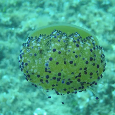 公寓式酒店 帕里斯卡帕克度假酒店 4*