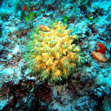 Lejlighedshotel Priscapac & 4*