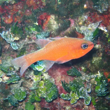 Lejlighedshotel Priscapac &