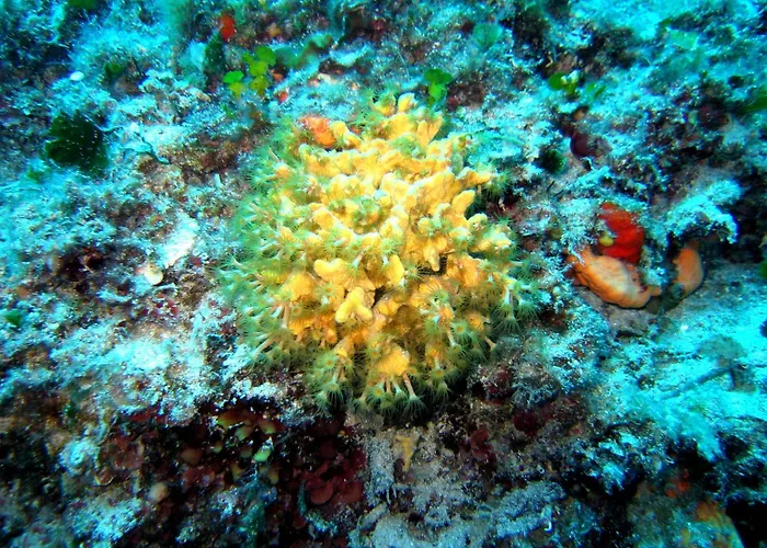 Aparthotel Priscapac & 4*