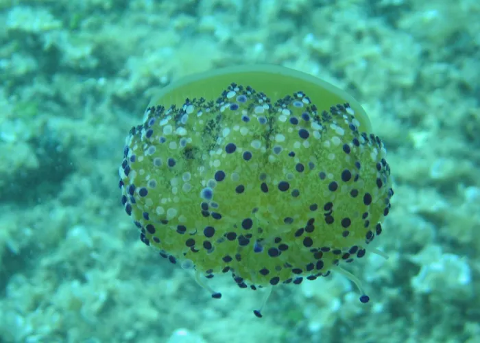 Aparthotel Priscapac & 4*