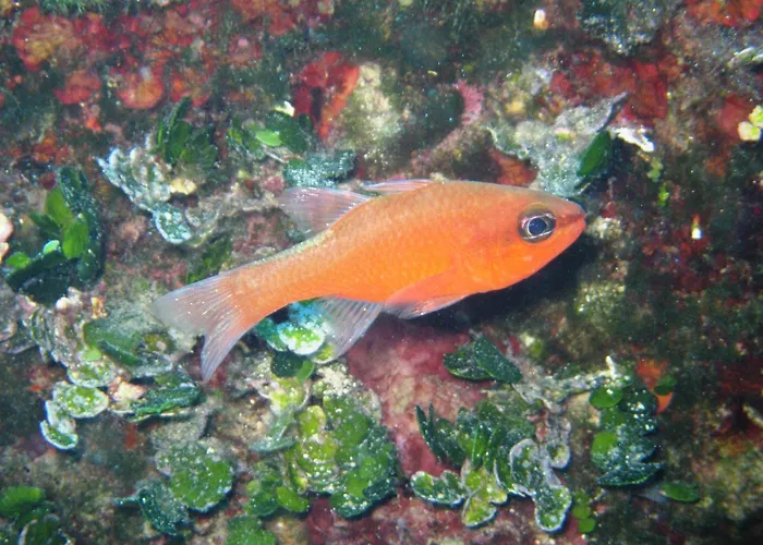 Aparthotel Priscapac &